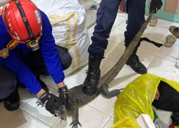 Rumah warga masuk biawak, damkar berhasil evakuasi