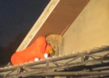 Petugas Damkar Evakuasi Sarang Tawon di atap rumah warga