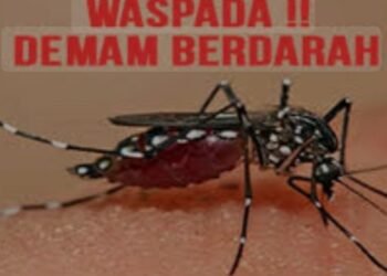 Ilustrasi DBD (Dok: Internet)