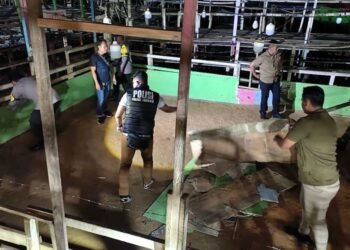 Polisi Kukar Bongkar Arena Judi Sabung Ayam di Samboja Barat