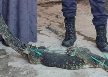 Biawak masuk rumah warga