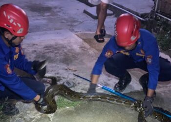 Damkar berhasil evakuasi seeokor ular jenis piton (Foto Put)