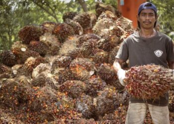 Petani Sawit (Foto Pemprov Kaltim)
