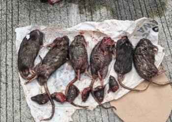 Sebuah kotak berisi enam bangkai tikus yang telah dipenggal di Kantor Tempo (Foto Tempo)