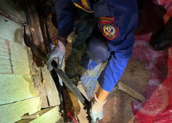 Rescue Damkar Amankan Cobra dari Rumah Warga