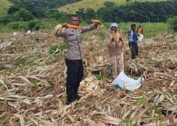 Polri Bantu Serap Hasil Panen Jagung 2025