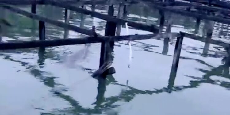 Buaya Muncul di Anjungan Bontang Kuala