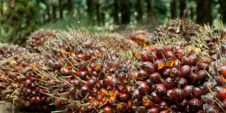 Harga TBS Sawit di Kaltim Turun