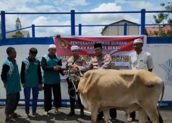 Polres Berau Bagi 26 Hewan Kurban Saat Idul Adha 1446 H