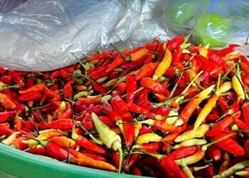 Kondisi harga cabe di Kaltim