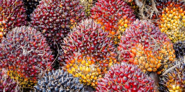 Harga Kepala Sawit di Kaltim