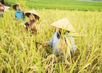 Ilustrasi panen padi