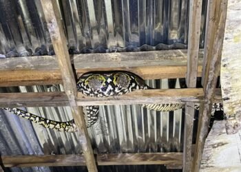 Ular piton bersembunyi di loteng rumah warga