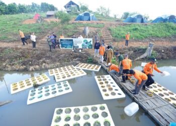 Hadir langsung di lokasi, Bupati Kutim Ardiansyah Sulaiman melakukan penanaman padi terapung dan lepas ikan bensaian. Foto: Irfan/Pro Kutim