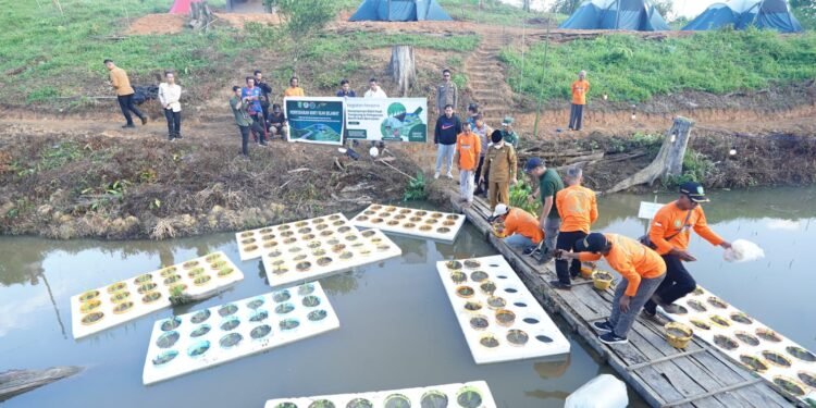 Hadir langsung di lokasi, Bupati Kutim Ardiansyah Sulaiman melakukan penanaman padi terapung dan lepas ikan bensaian. Foto: Irfan/Pro Kutim