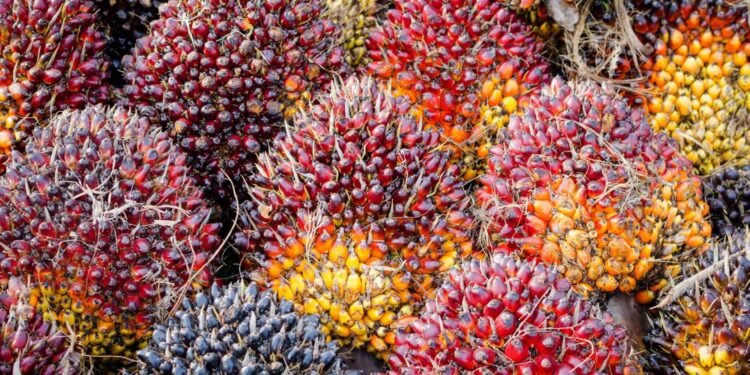 Ilustrasi kelapa sawit