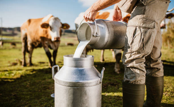 Studi Terkini : Krisis Iklim Ancam Produksi Susu Sapi. (iStockPhoto)