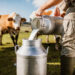 Studi Terkini : Krisis Iklim Ancam Produksi Susu Sapi. (iStockPhoto)