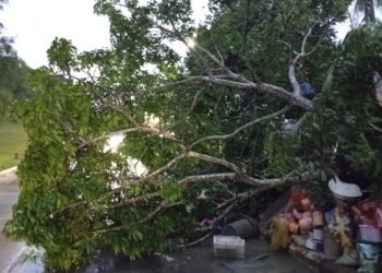 Pohon tumbang akibat hujan disertai angin