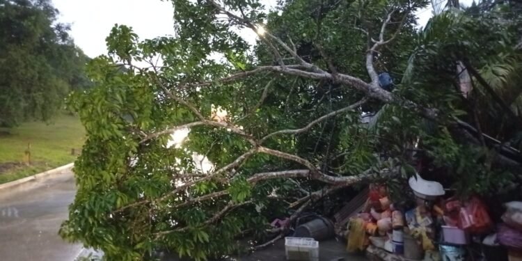 Pohon tumbang akibat hujan disertai angin