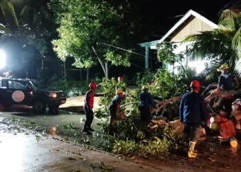 Pohon tumbang di Bontang di evakuasi
