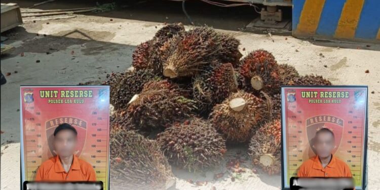 Dua Warga di Kukar Diamankan Pilisi karna mencuri kepala sawit