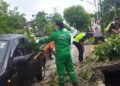Pihak BPBD Bontang bersihkan pohon tumbang