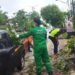 Pihak BPBD Bontang bersihkan pohon tumbang