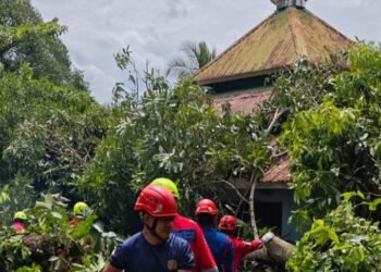 Pohon Tumbang Timpa Masjid di Bontang Lestari
