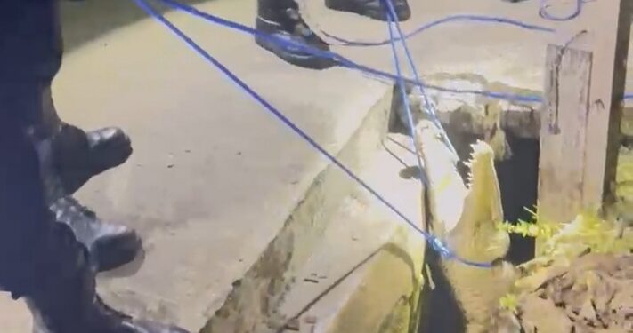 Damkar Bontang Lakukan Evakuasi Buaya yang terjebak di Parit