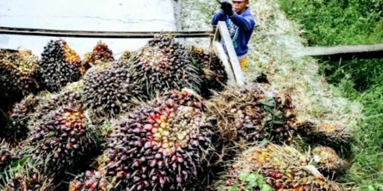 Ilustrasi Harga tandan buah segar (TBS) kelapa sawit di Kaltim