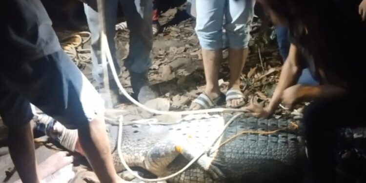 Warga dan petugas tangkap buaya yang muncul di tegah kampung