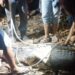 Warga dan petugas tangkap buaya yang muncul di tegah kampung