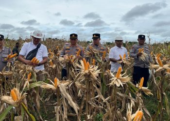 Polsek Muara Wahau dan Polsek Kongbeng bersinergi dengan Sinar Mas Group menggelar panen raya jagung hibrida kuartal I 2026.