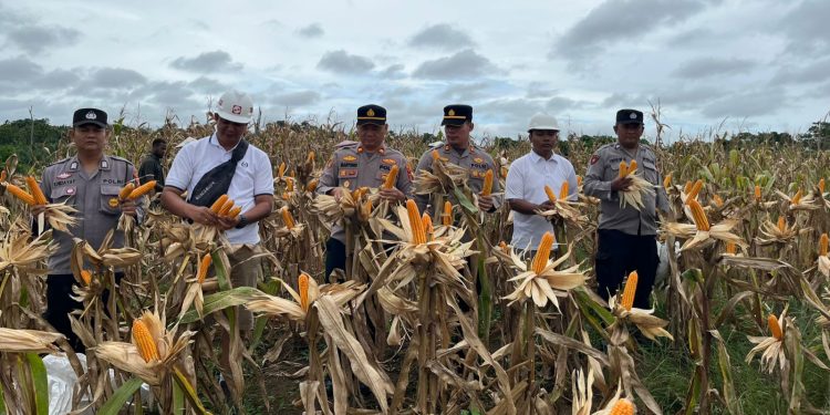 Polsek Muara Wahau dan Polsek Kongbeng bersinergi dengan Sinar Mas Group menggelar panen raya jagung hibrida kuartal I 2026.