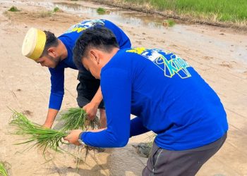 KNPI Bengalon dan KTM Kutim Tanam Padi Bersama