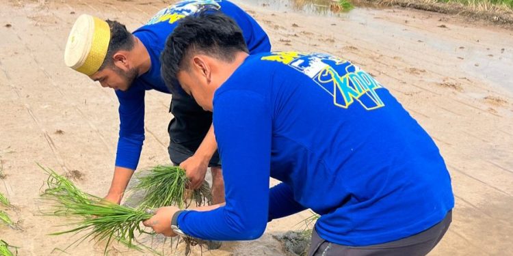 KNPI Bengalon dan KTM Kutim Tanam Padi Bersama