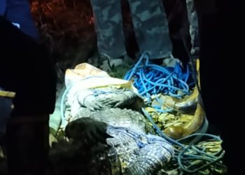 Petugas Damkar Bontang mengevakuasi seekor buaya