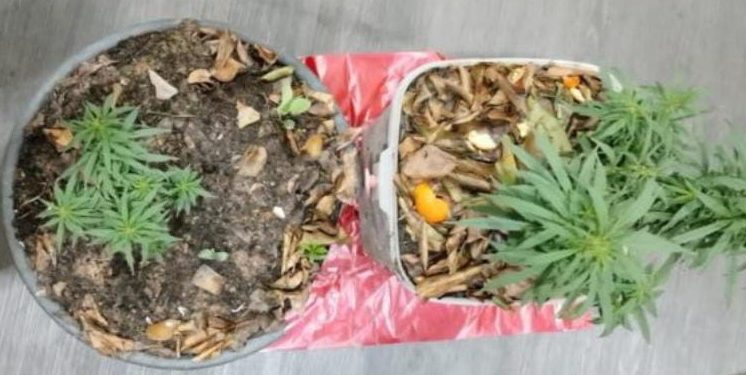 Warga di Bontang tanam ganja di rumah