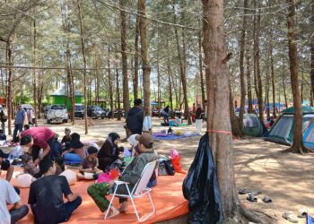 Suasana hamparan Cemara Pantai Kersik tarik minat wisatawan