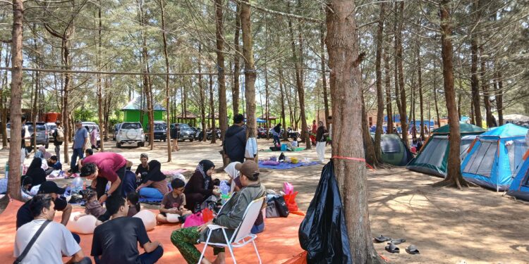 Suasana hamparan Cemara Pantai Kersik tarik minat wisatawan