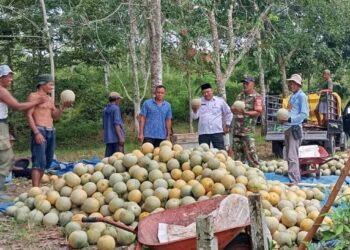 Kodim 0908/Bontang,Serma Joko Supaat yang turun langsung mendampingi panen melon milik warga di RT 12, Desa Bunga Putih, Kecamatan Marangkayu,