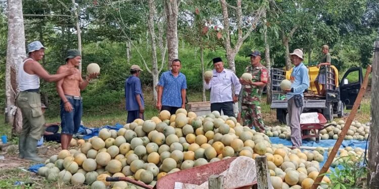 Kodim 0908/Bontang,Serma Joko Supaat yang turun langsung mendampingi panen melon milik warga di RT 12, Desa Bunga Putih, Kecamatan Marangkayu,