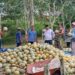 Kodim 0908/Bontang,Serma Joko Supaat yang turun langsung mendampingi panen melon milik warga di RT 12, Desa Bunga Putih, Kecamatan Marangkayu,