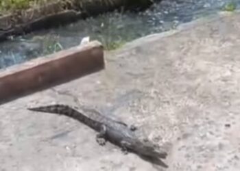 Tangkapan layar buaya berukuran kecil ditemukan bermain di TK Negeri Pembina Sangatta.