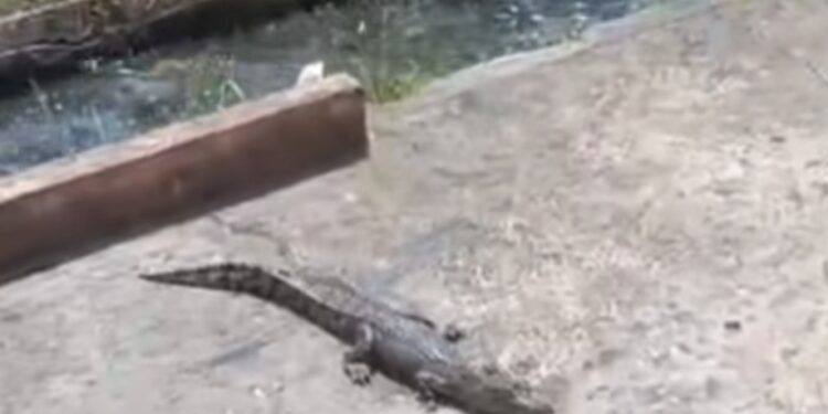 Tangkapan layar buaya berukuran kecil ditemukan bermain di TK Negeri Pembina Sangatta.