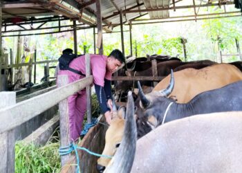 Pihak DKP3 Bontang lakukan pemeriksaan hewan jelang idul adha. (Dok: Cuitan)