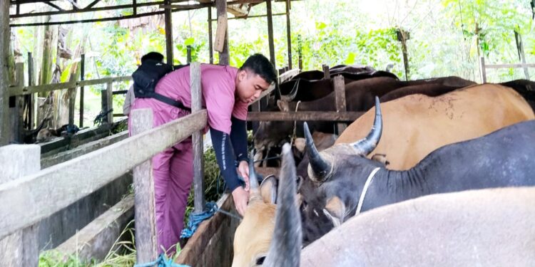 Pihak DKP3 Bontang lakukan pemeriksaan hewan jelang idul adha. (Dok: Cuitan)