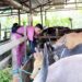 Pihak DKP3 Bontang lakukan pemeriksaan hewan jelang idul adha. (Dok: Cuitan)