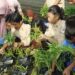 Siswa-siswi SDN 002 Bontang Barat sedang panen kangkung perdana. (Istimewa)